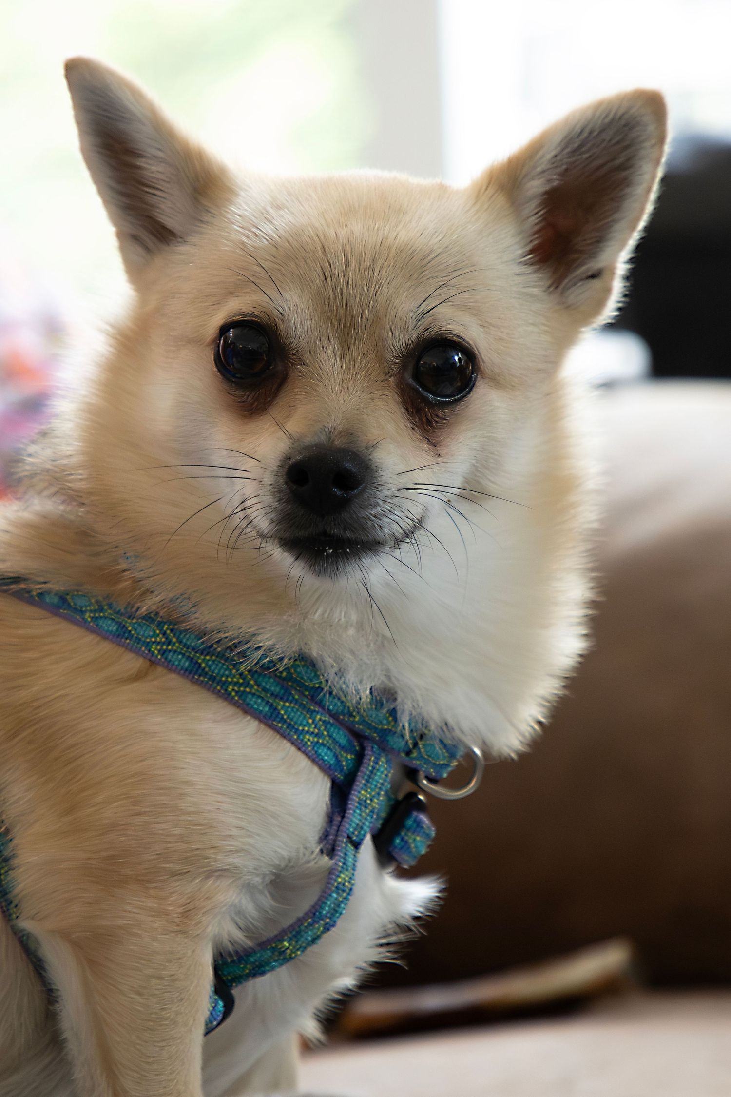 A small tan Chihuahua wearing a blue harness looks directly at the camera indoors.