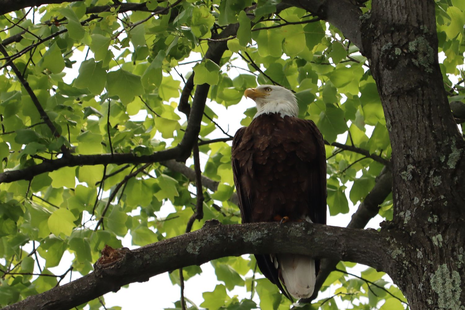 A bald eagle perched on a tree branch surrounded by lush green leaves.