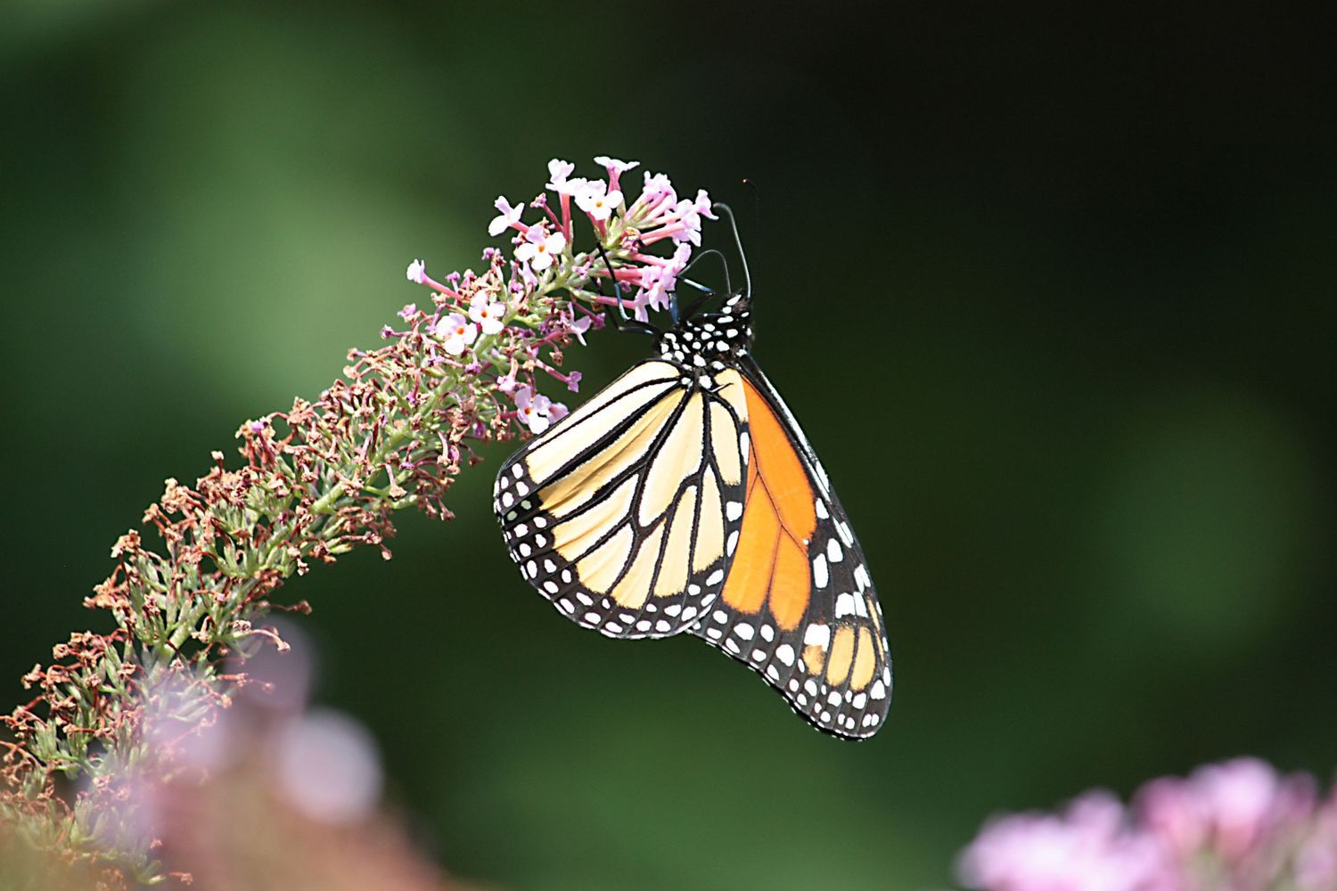 Monarch butterfly with vibrant orange and black wings feeding on pink wildflowers in soft natural light.