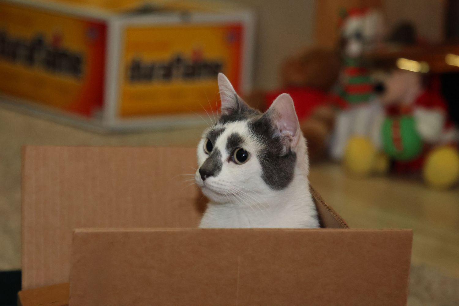 Gray and white cat sitting inside an open cardboard box indoors.