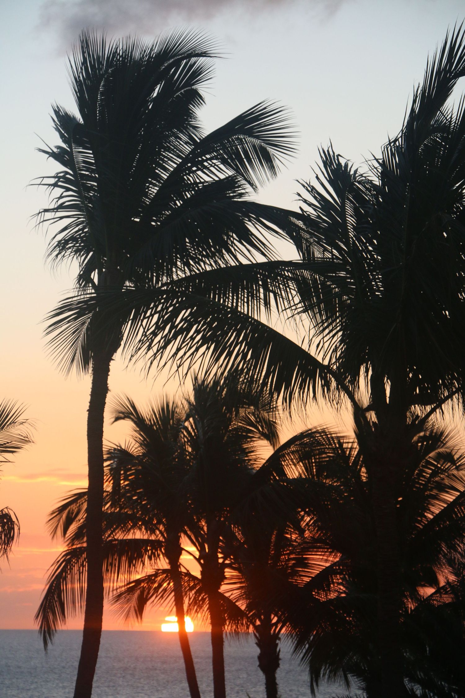 Tropical palm trees silhouetted against vibrant orange and pink sunset sky over ocean horizon.