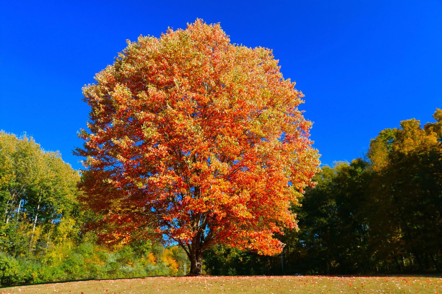 Vibrant autumn maple tree with brilliant orange and red foliage against bright blue sky in fall.