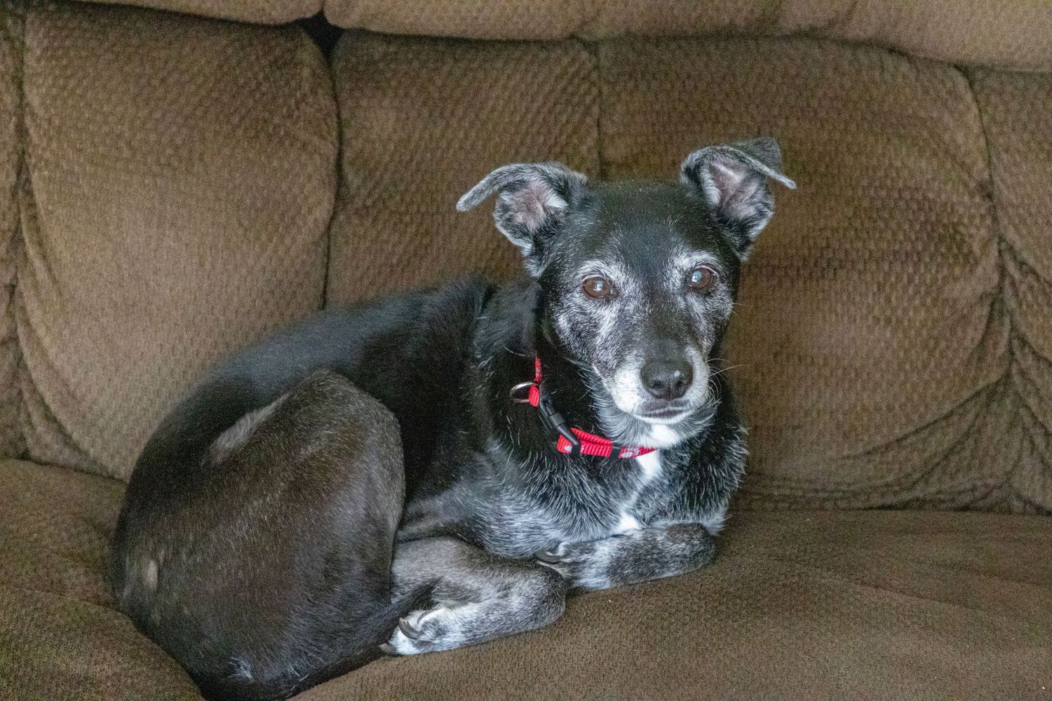 A black senior dog with a red collar rests on a brown couch.
