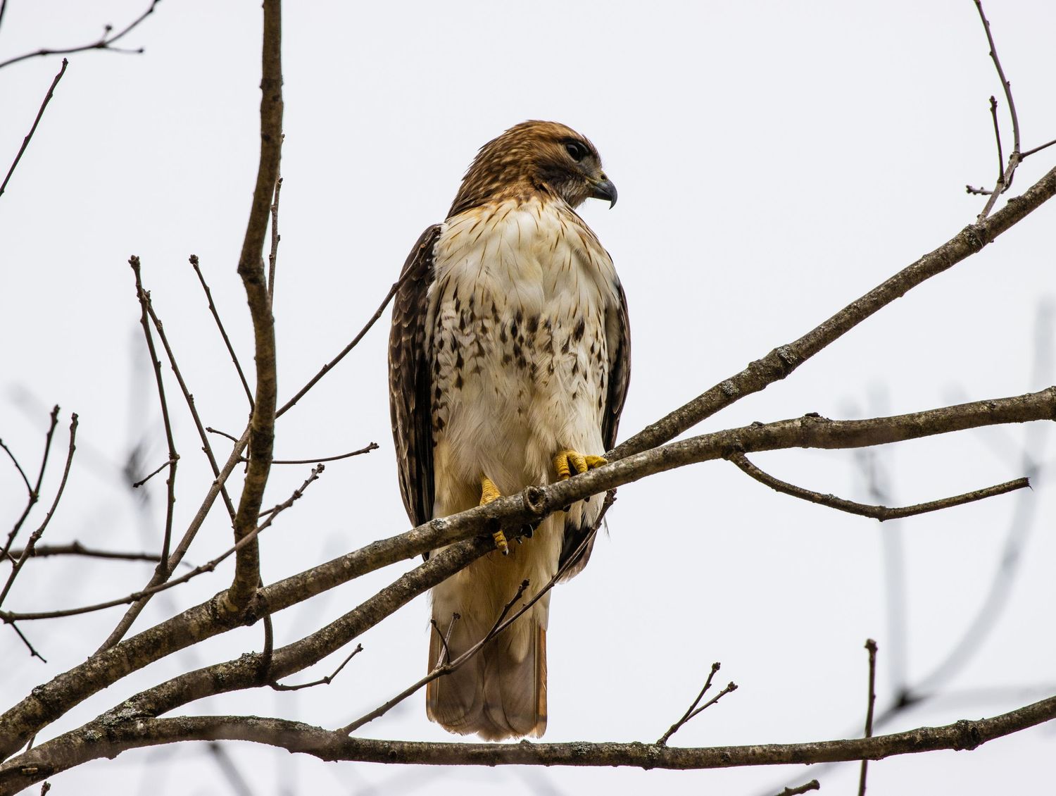 A red-tailed hawk perched on a bare branch against an overcast winter sky.