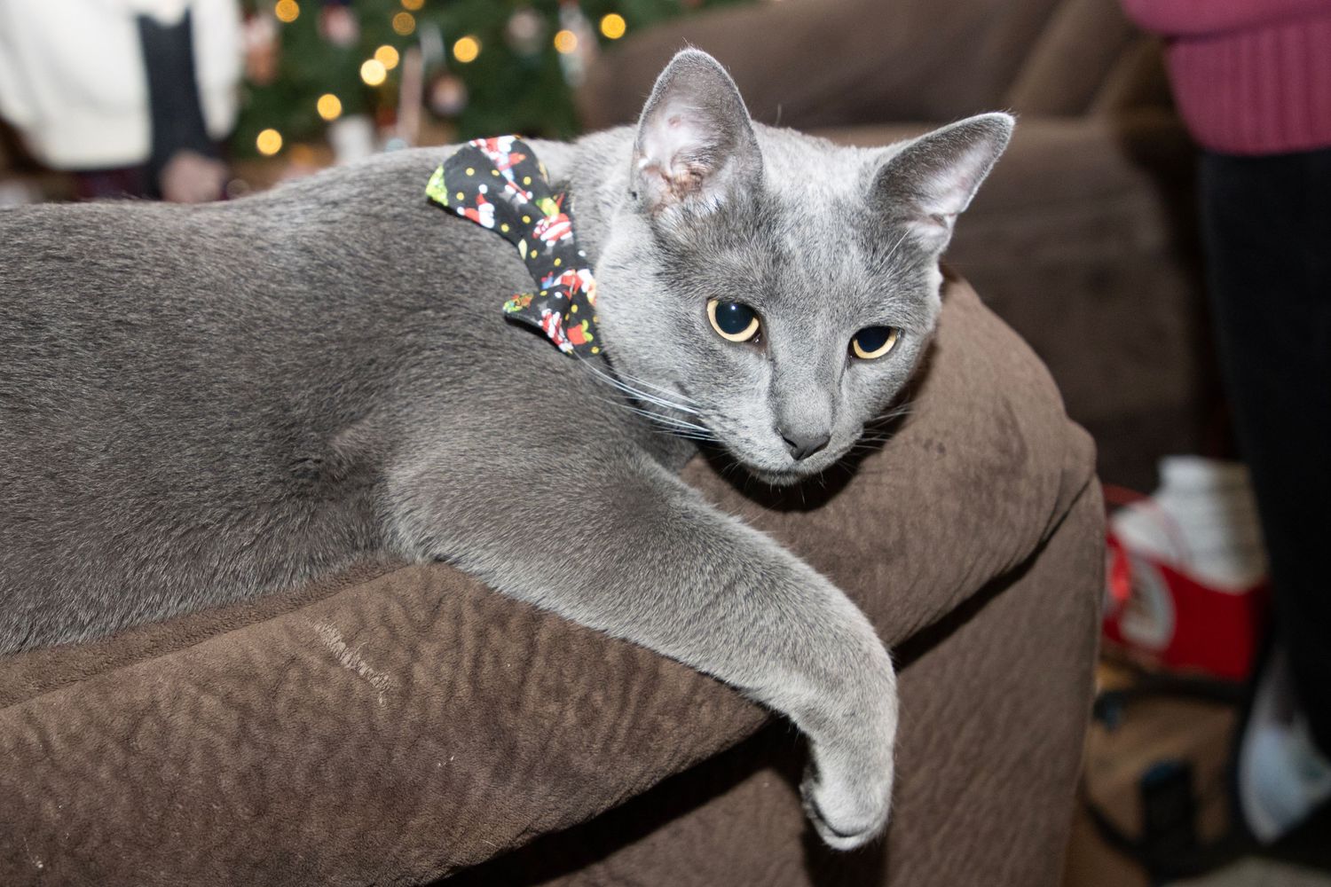 Gray Russian Blue cat wearing a floral bow tie collar resting on a brown sofa near a Christmas tree.