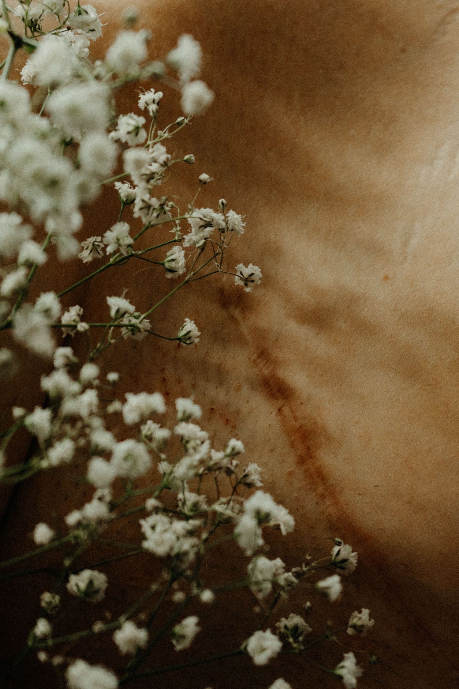 Delicate white cherry blossoms blooming against a moody sepia-toned background create a dreamy vintage atmosphere.