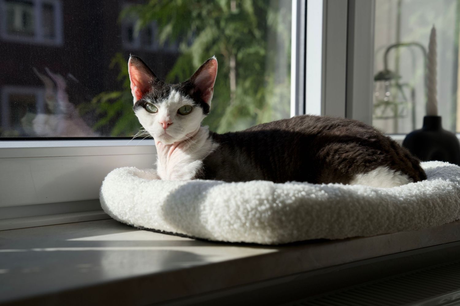 A fluffy cat relaxing in a comfortable window perch with natural lighting.