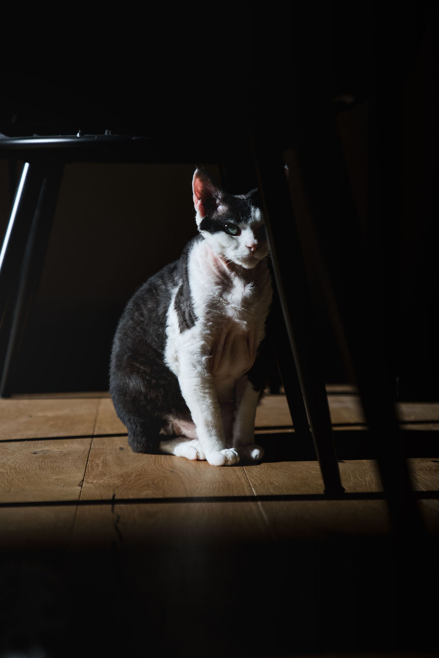 A black and white cat sits on a wooden floor under a chair, dramatically lit by a single ray of light in a dark room.