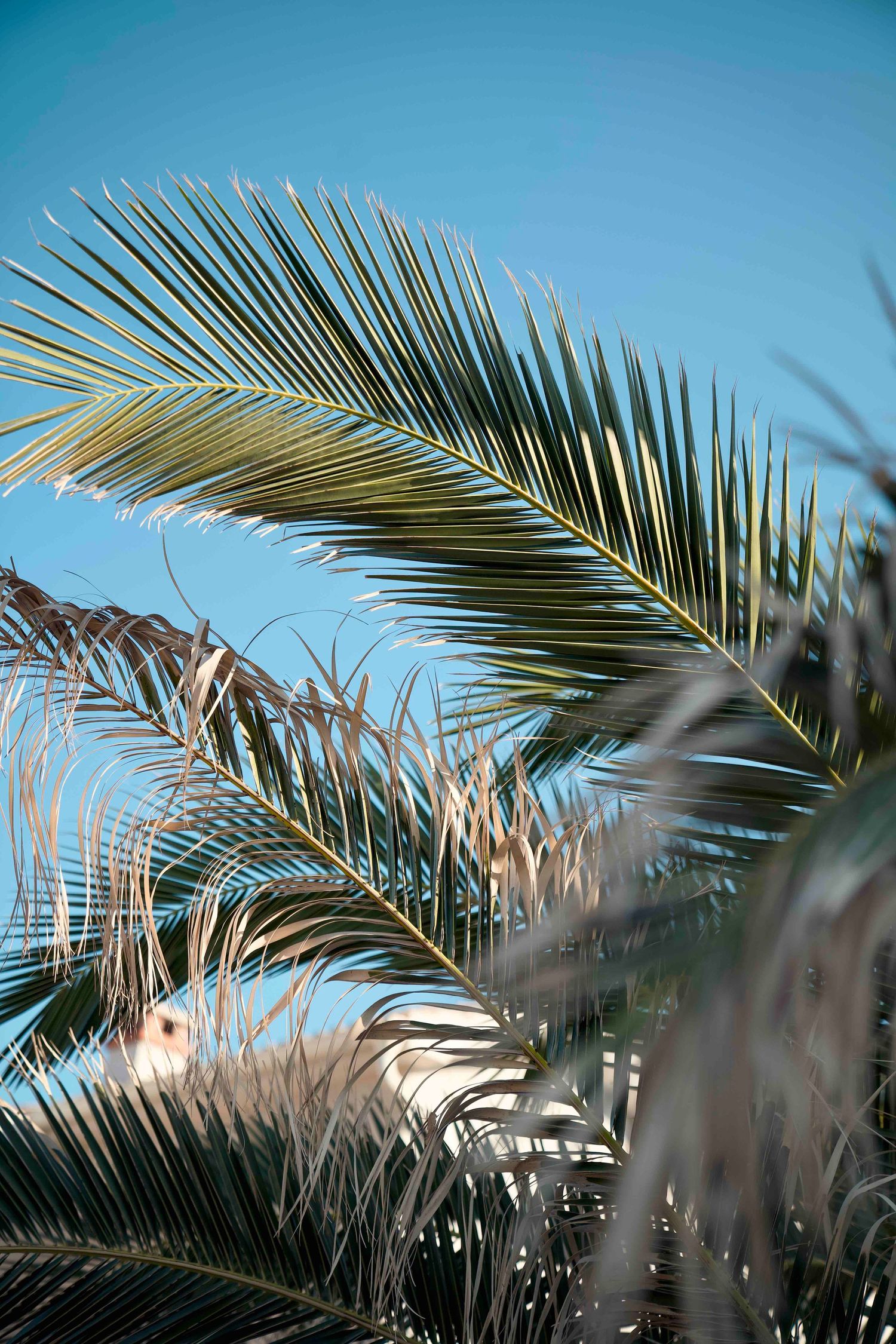 Palm fronds sway against a bright blue sky, creating a tropical silhouette in natural sunlight.