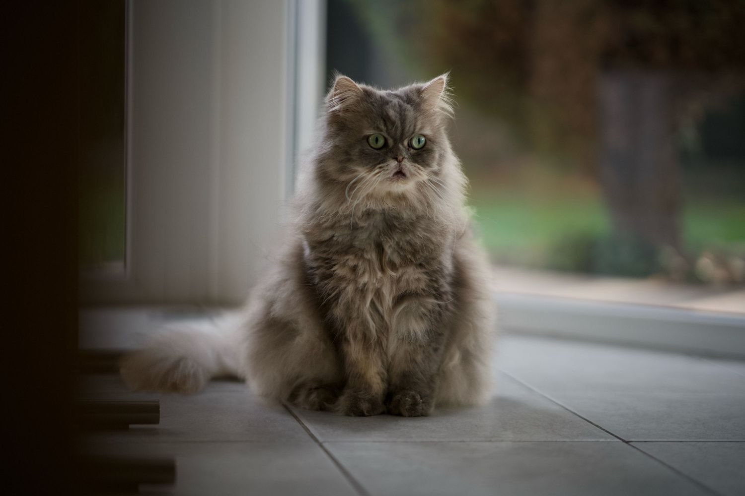 A Persian cat sitting on a tiled floor near a window.
