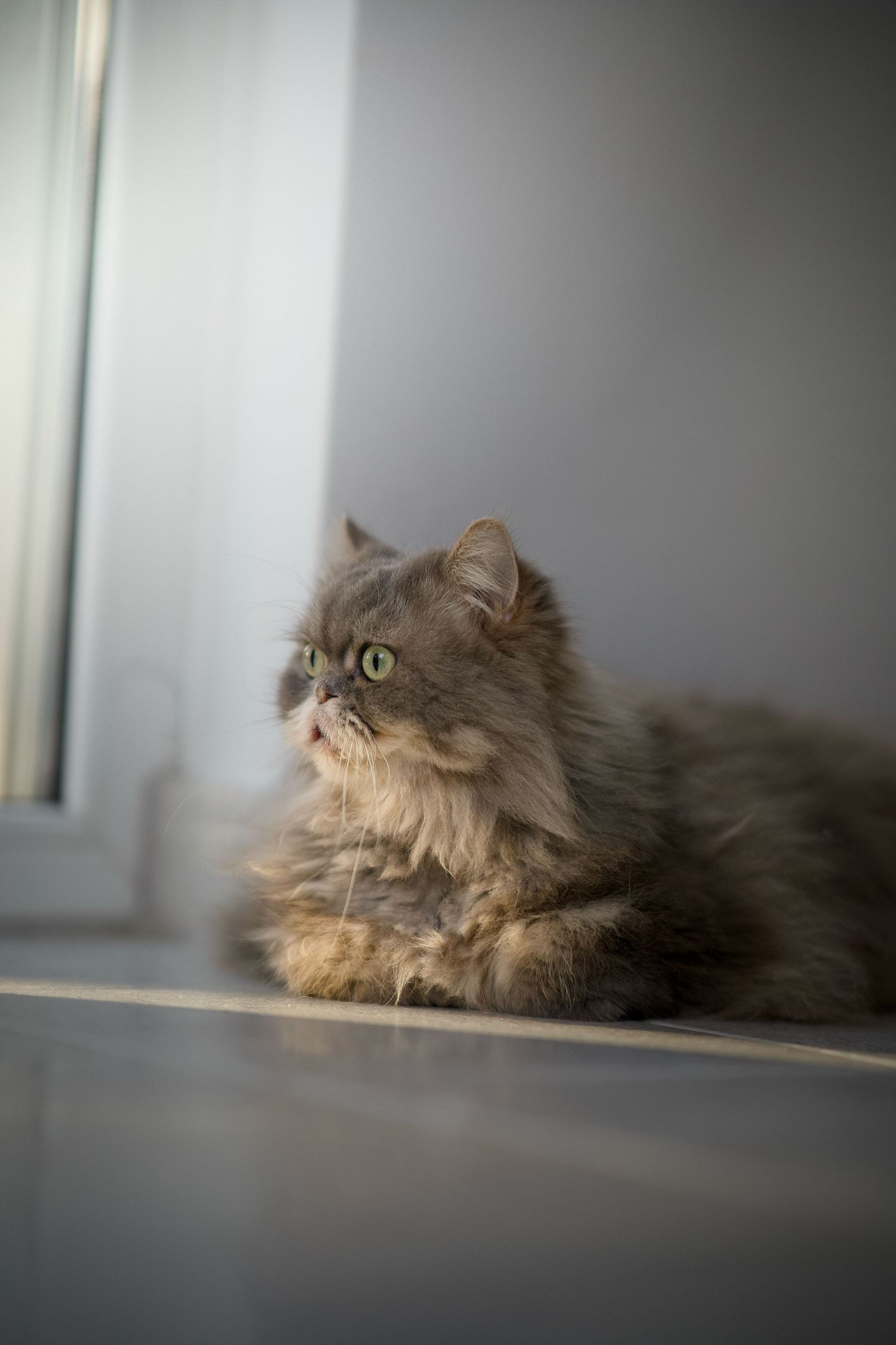 A long-haired cat resting on a windowsill in soft focus.