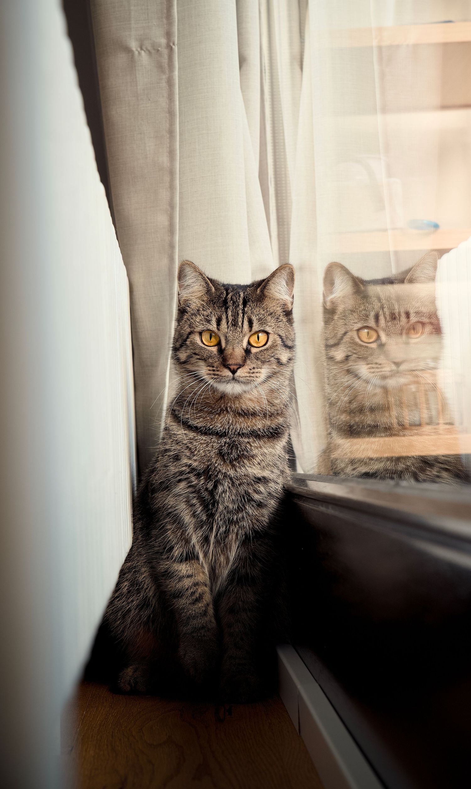 A tabby cat with intense yellow eyes sits by a window curtain while its reflection appears in the glass.