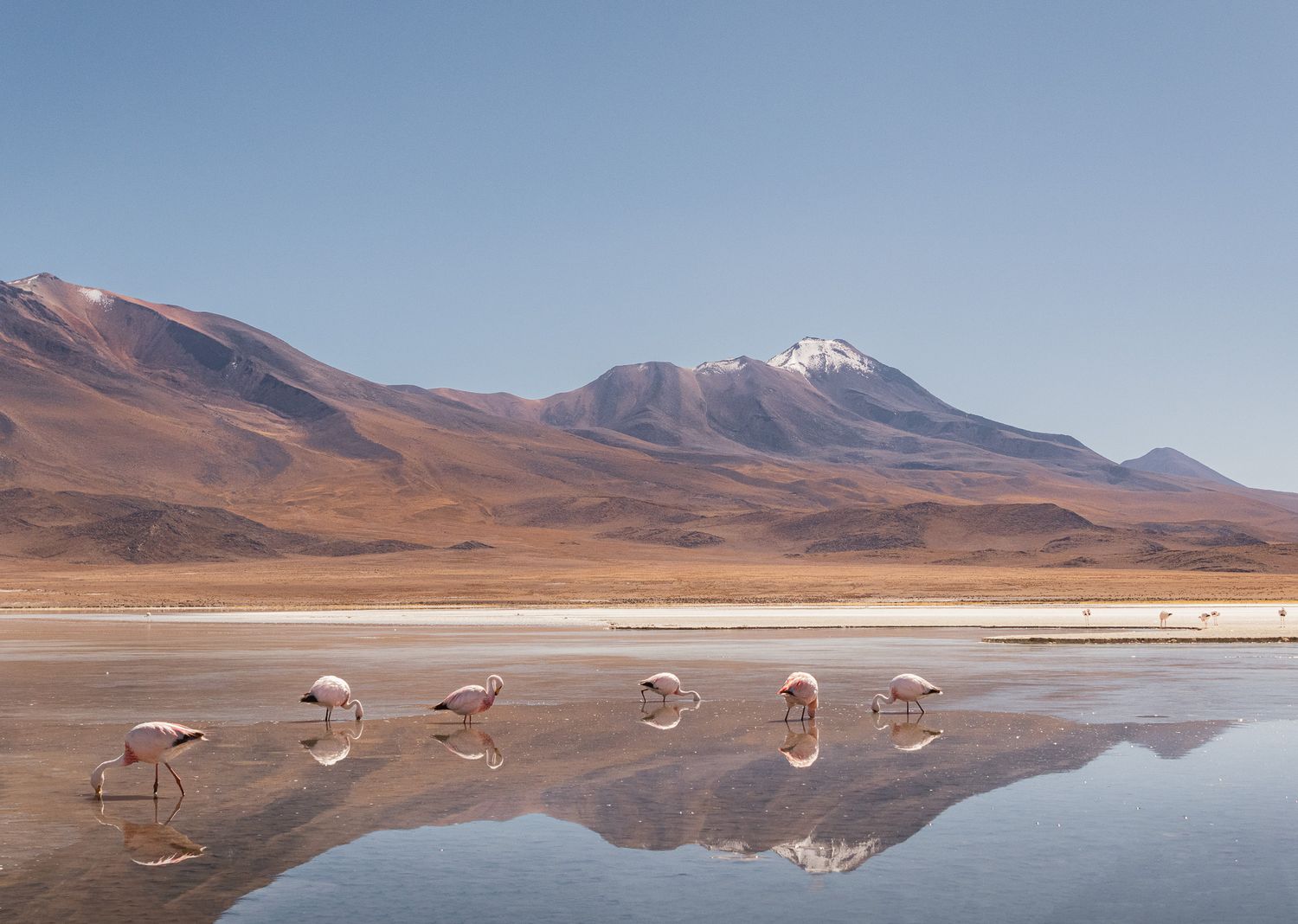 Le Salar d'Uyuni et la région du Sud Lipez en Bolivie, les flamants roses sont posés sur ce lac avec un beau reflet avec la montagne