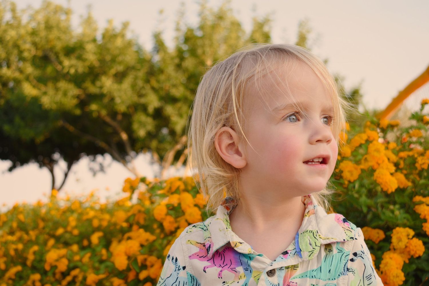 A series of outdoor portraits with bright orange marigolds and greenery in the background.