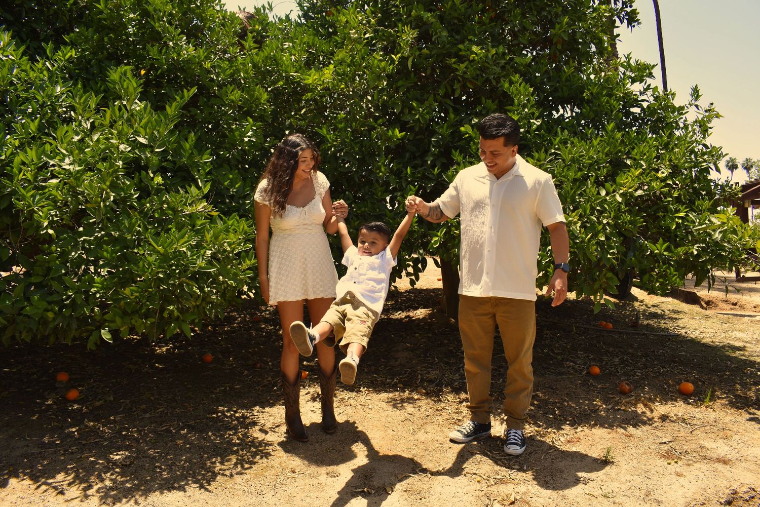 A couple harvests oranges together in a lush citrus grove.