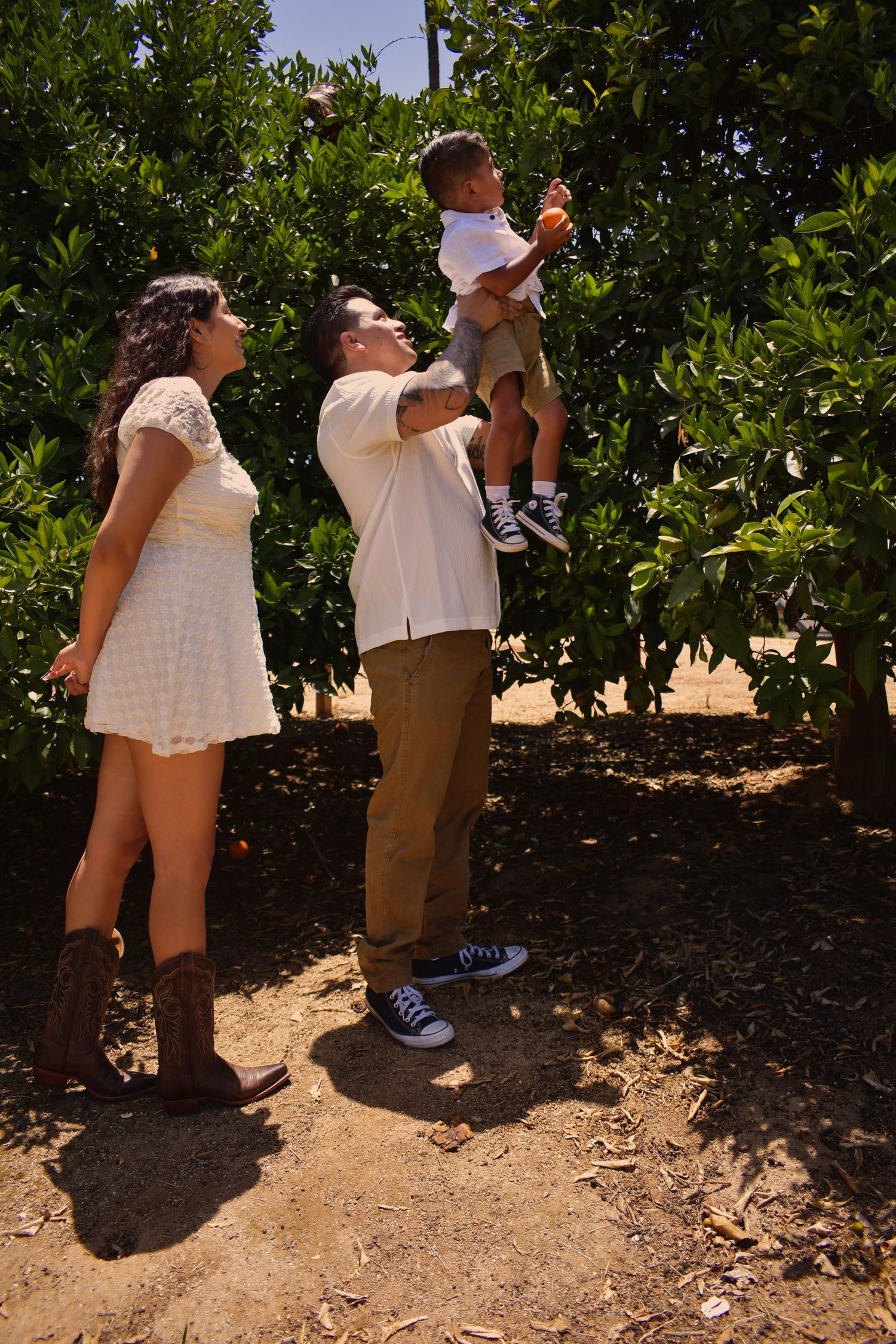 People exploring a citrus grove on a sunny afternoon.