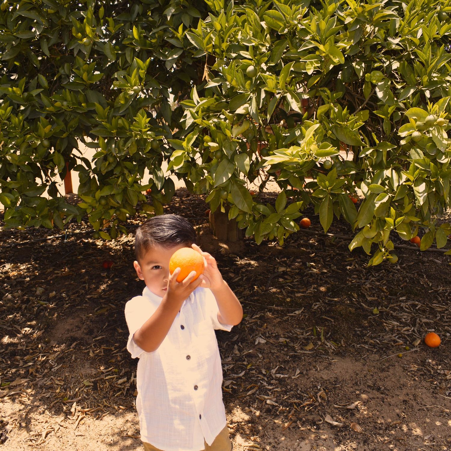 Candid family moment captured under orange trees in a garden setting.
