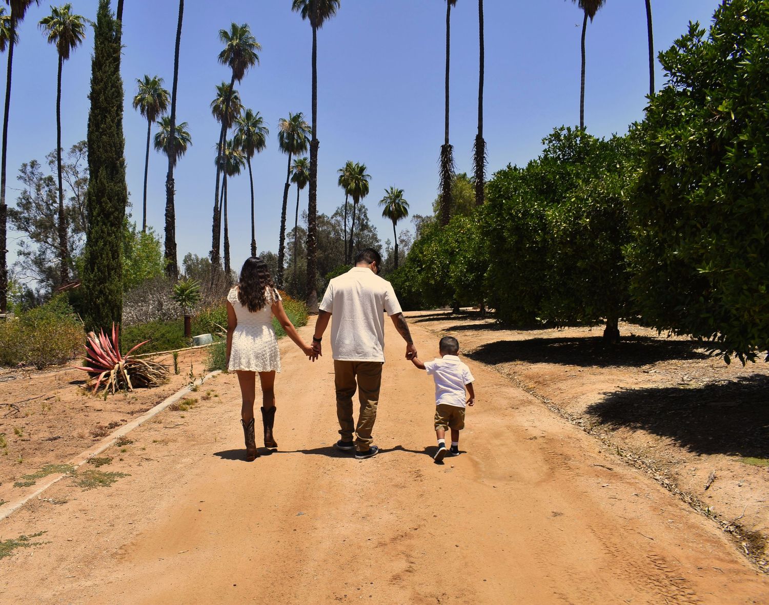 Palm tree-lined dirt path stretching into the distance.