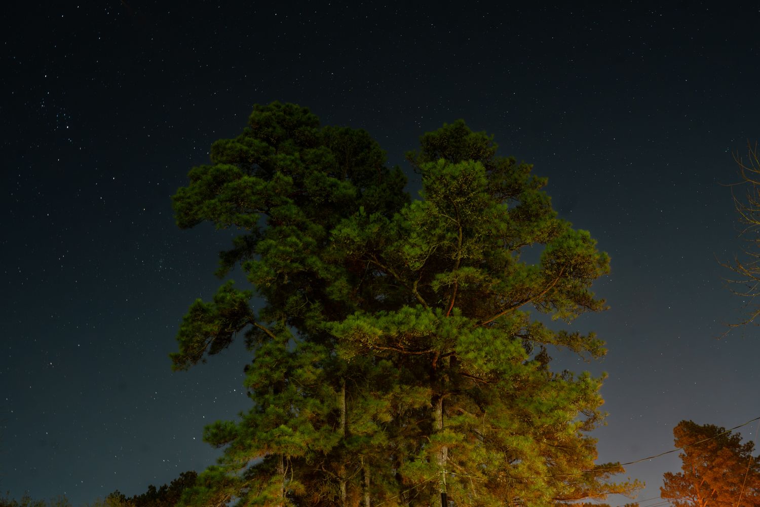 A long row of trees illuminated at night against a dark sky creates a dramatic landscape scene.