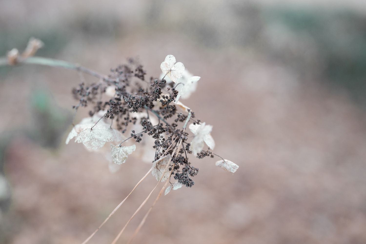 Delicate snowflakes fall against a blurred winter background creating a dreamy natural scene.