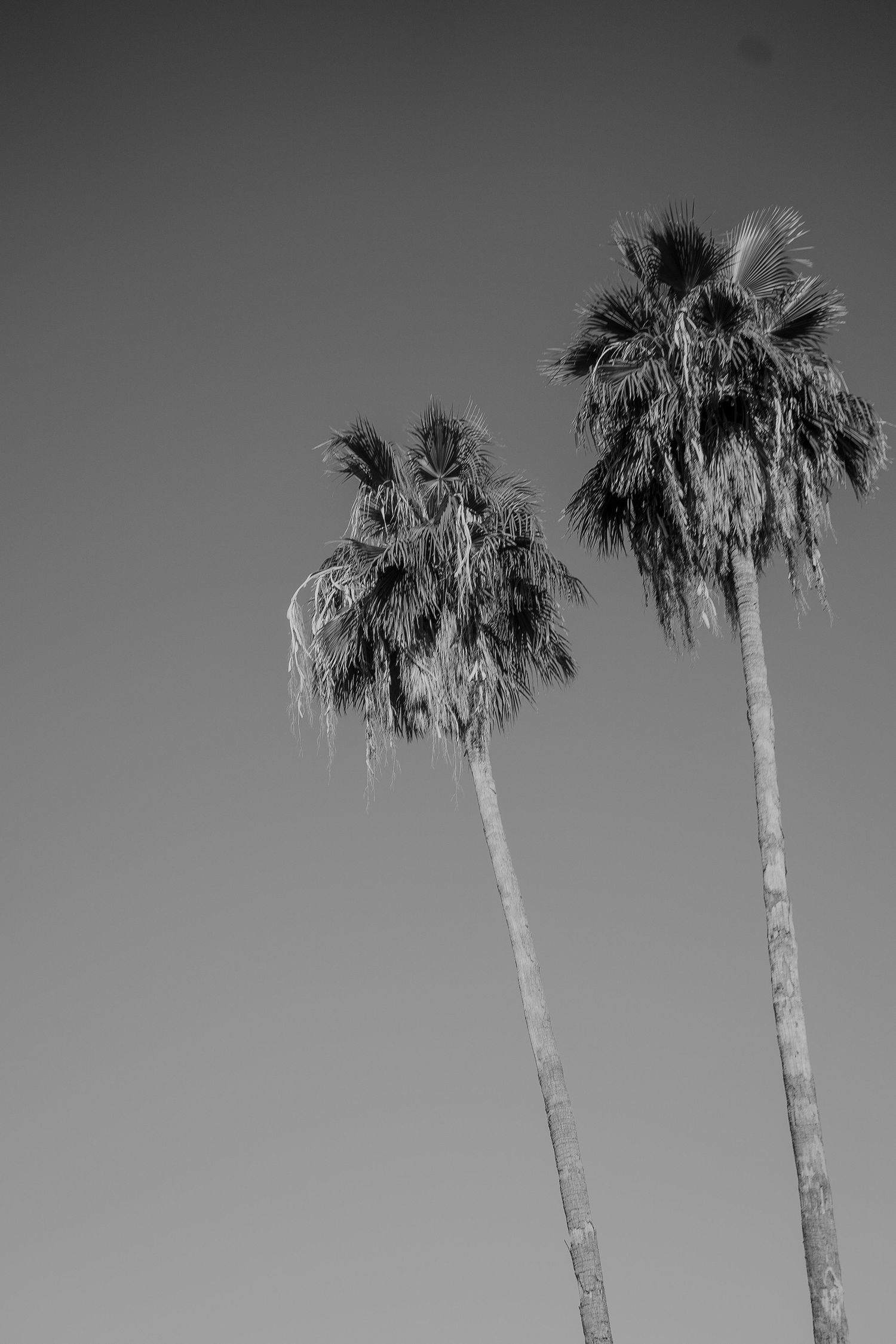 Black and white photograph of palm trees against a minimalist sky creating a stark silhouette pattern.