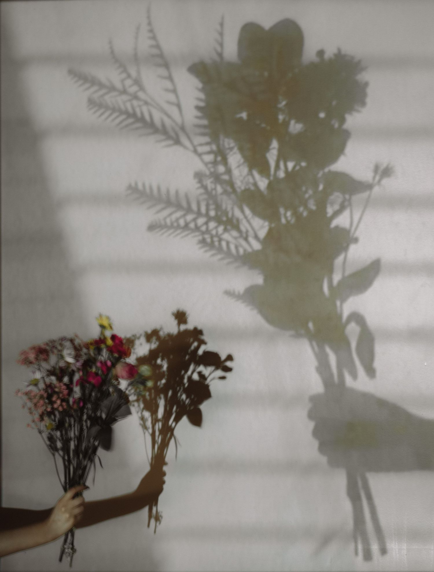 Dramatic shadows of dried flowers and stems cast on a white wall in a sequence of artistic shots.