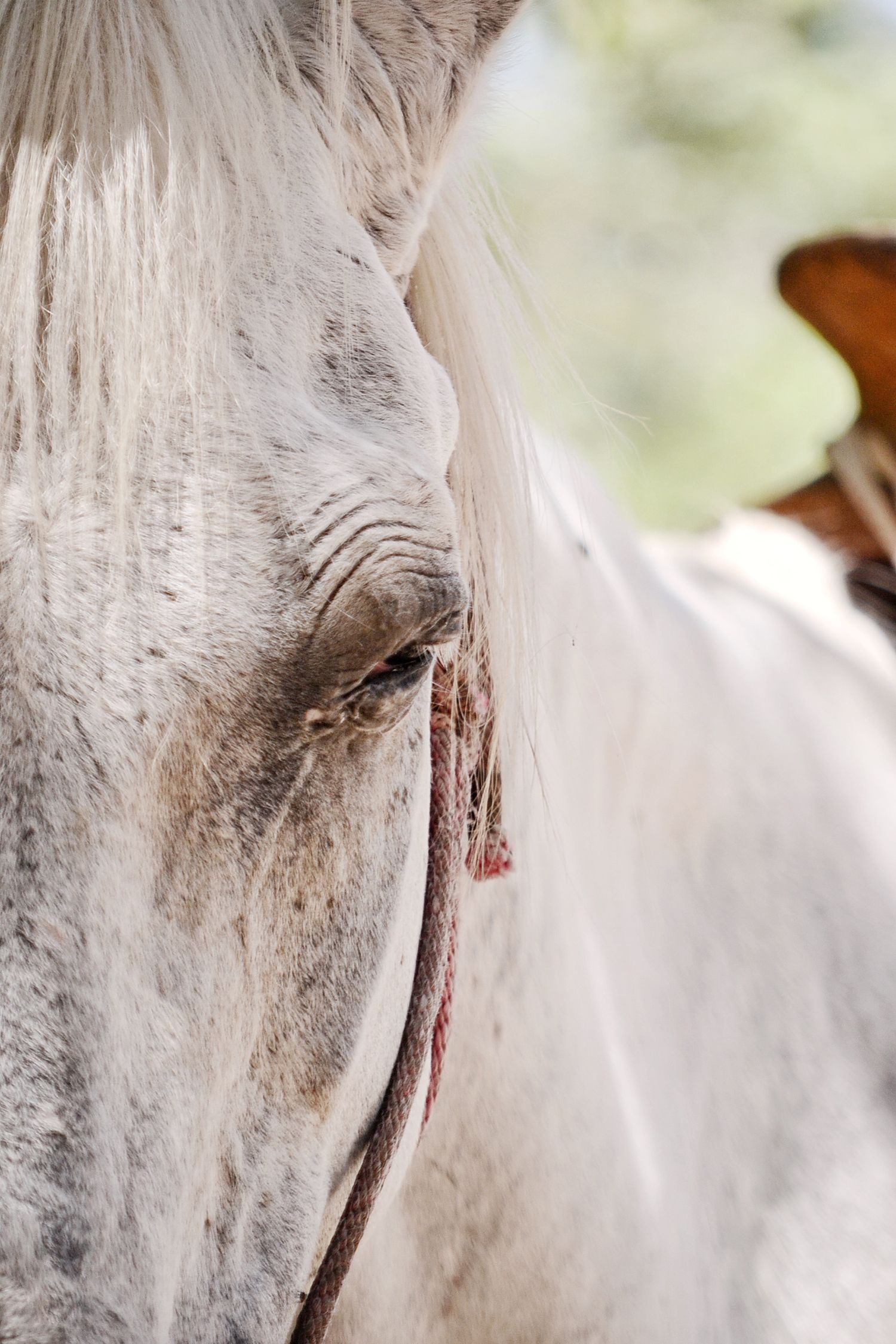 naturaleza, jungla, animales del caribe, caballos, fauna caribeña, tulum