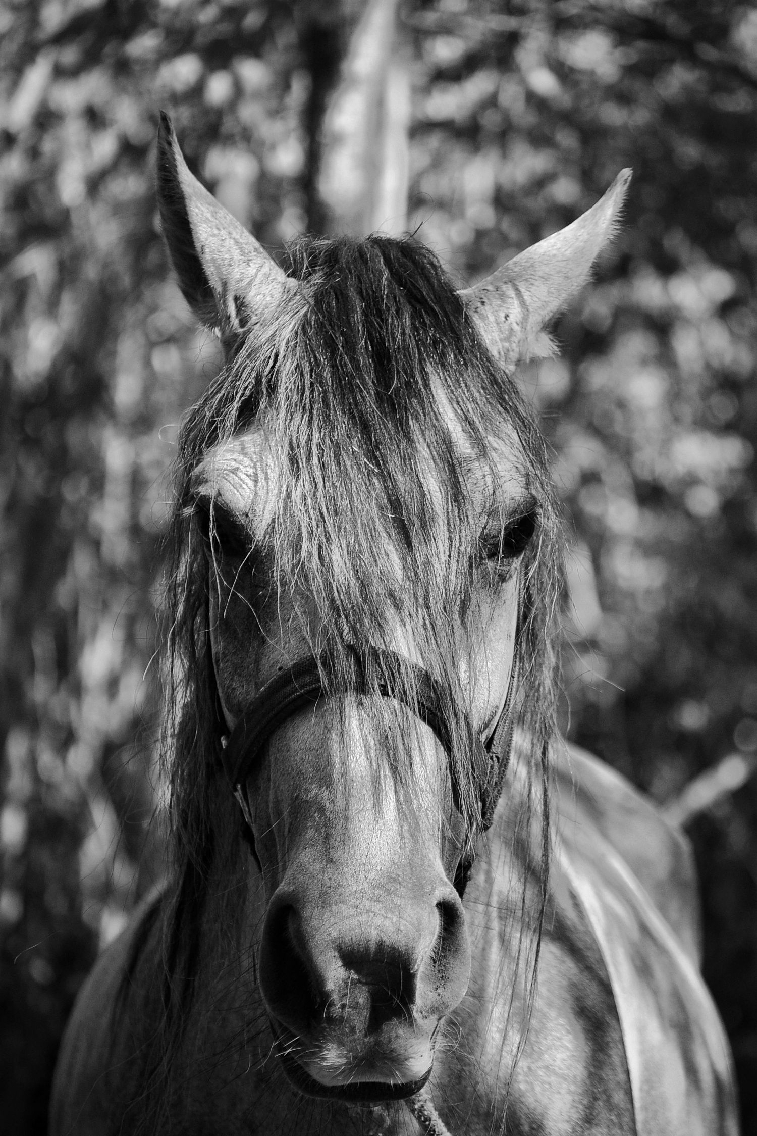 naturaleza, jungla, animales del caribe, caballos, fauna caribeña, tulum