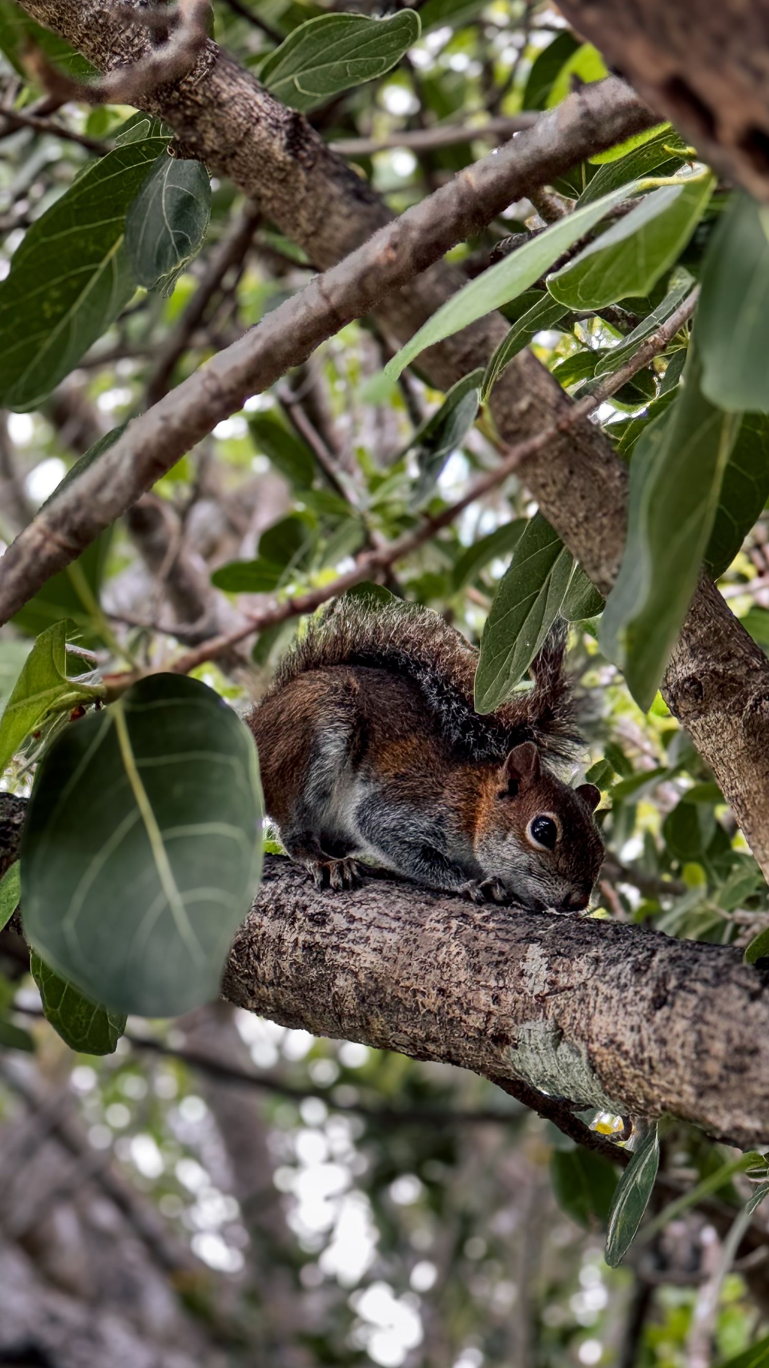 Fotografia de naturaleza, ardilla del caribe sobre arbol