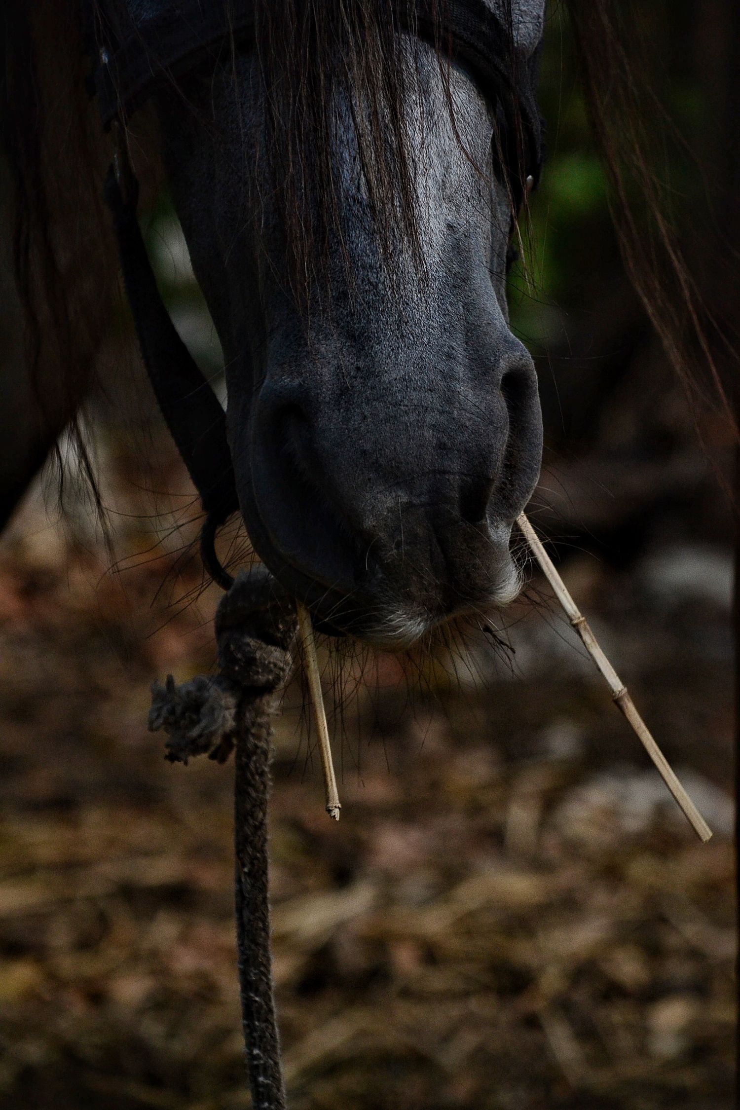 naturaleza, jungla, animales del caribe, caballos, fauna caribeña, tulum