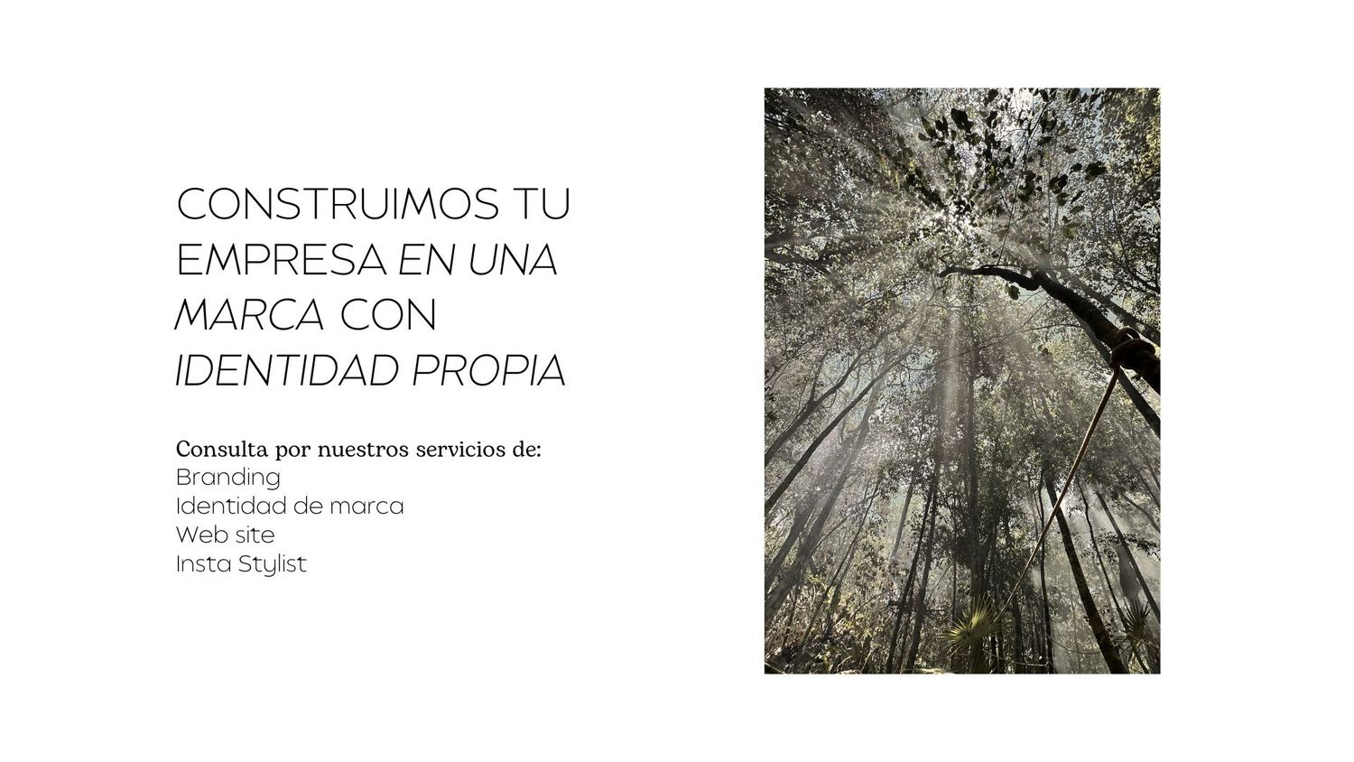 naturaleza, jungla, animales del caribe, caballos, fauna caribeña, tulum