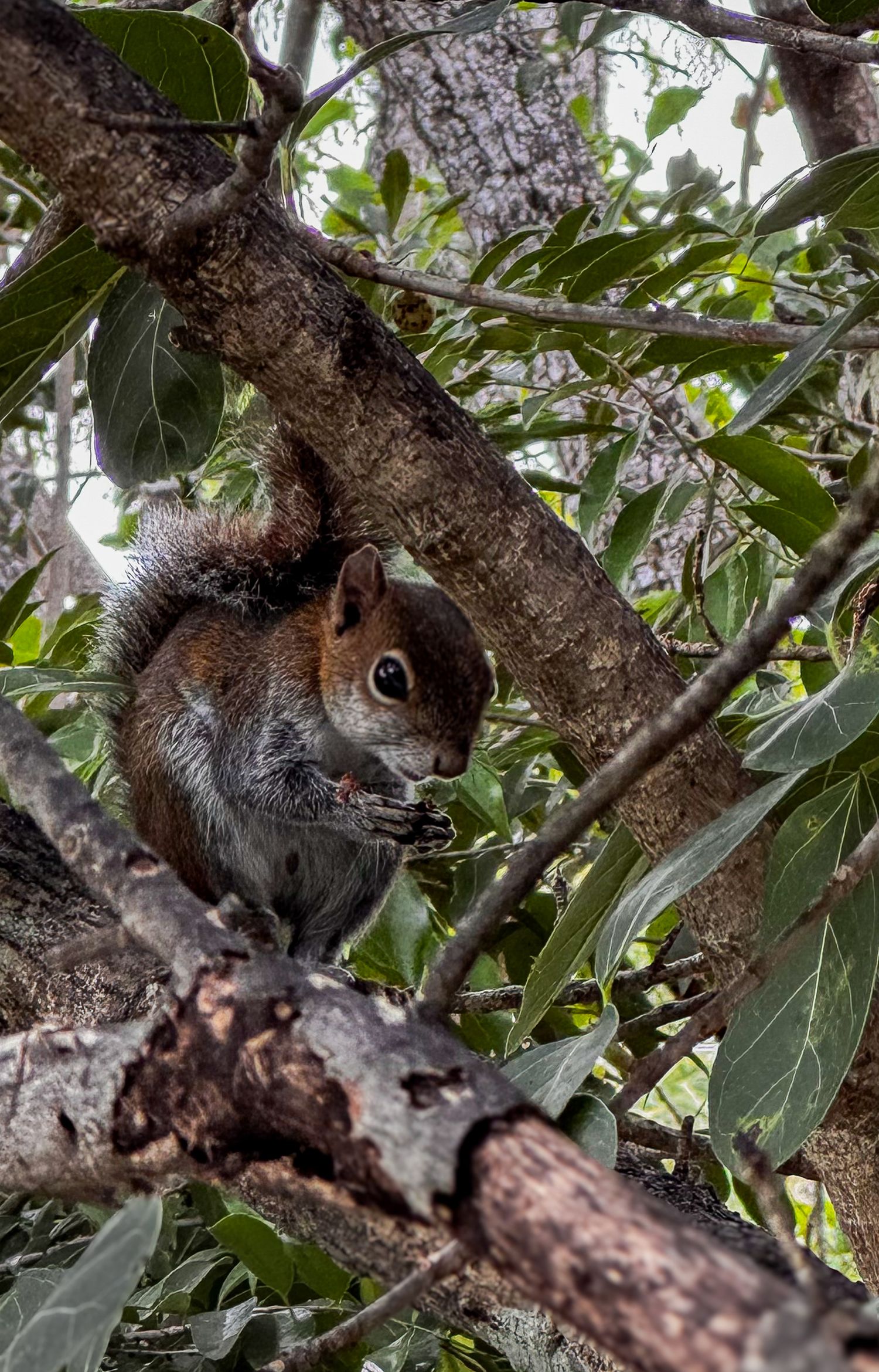 Fotografia de naturaleza, ardilla del caribe sobre arbol