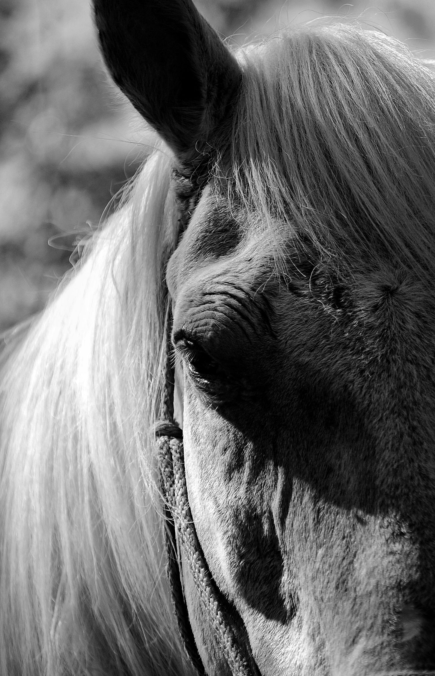 naturaleza, jungla, animales del caribe, caballos, fauna caribeña, tulum