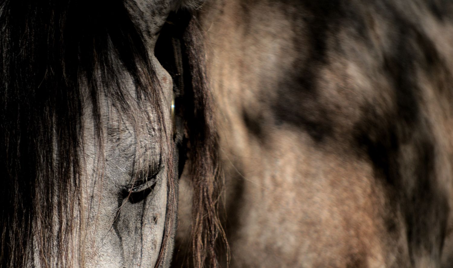 naturaleza, jungla, animales del caribe, caballos, fauna caribeña, tulum