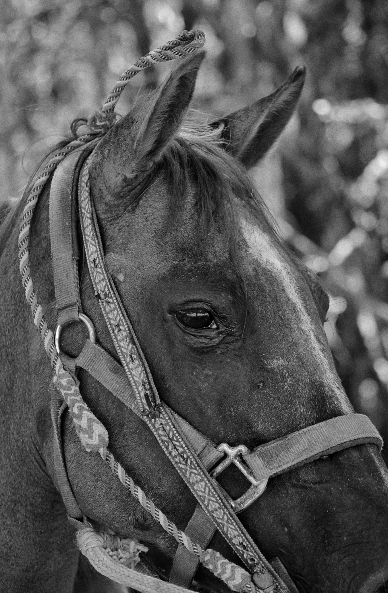 naturaleza, jungla, animales del caribe, caballos, fauna caribeña, tulum