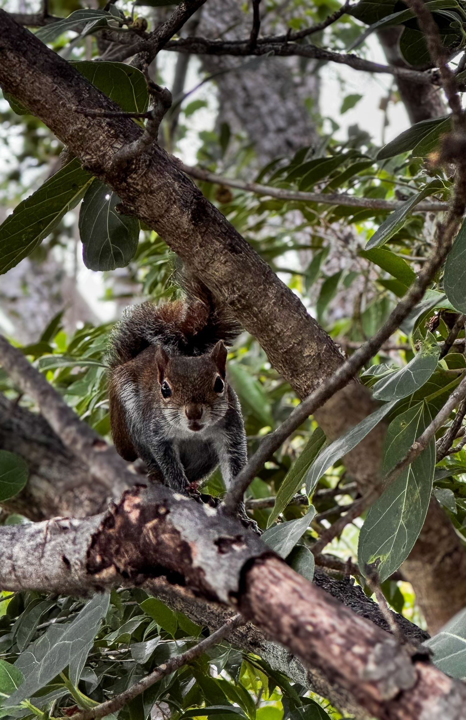 Fotografia de naturaleza, ardilla del caribe sobre arbol