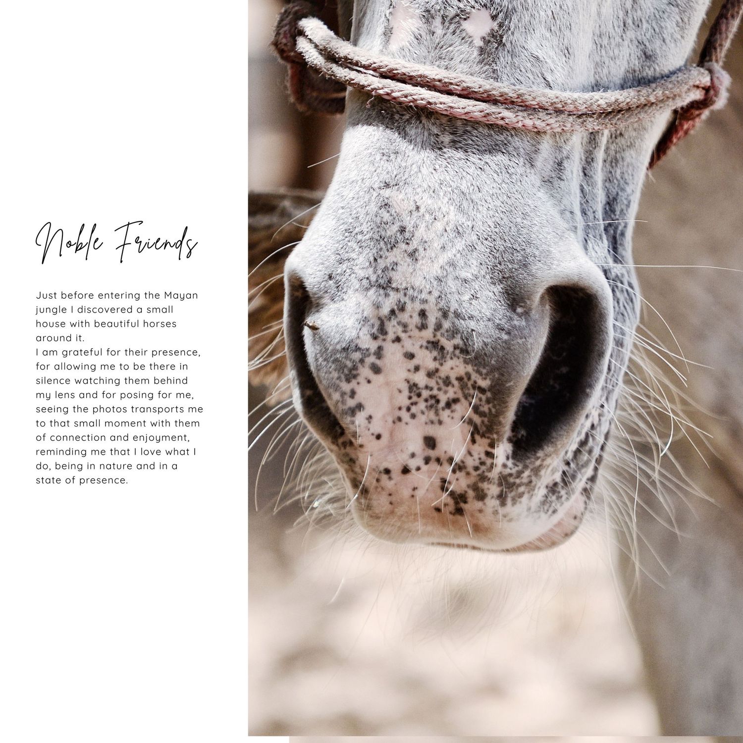 naturaleza, jungla, animales del caribe, caballos, fauna caribeña, tulum