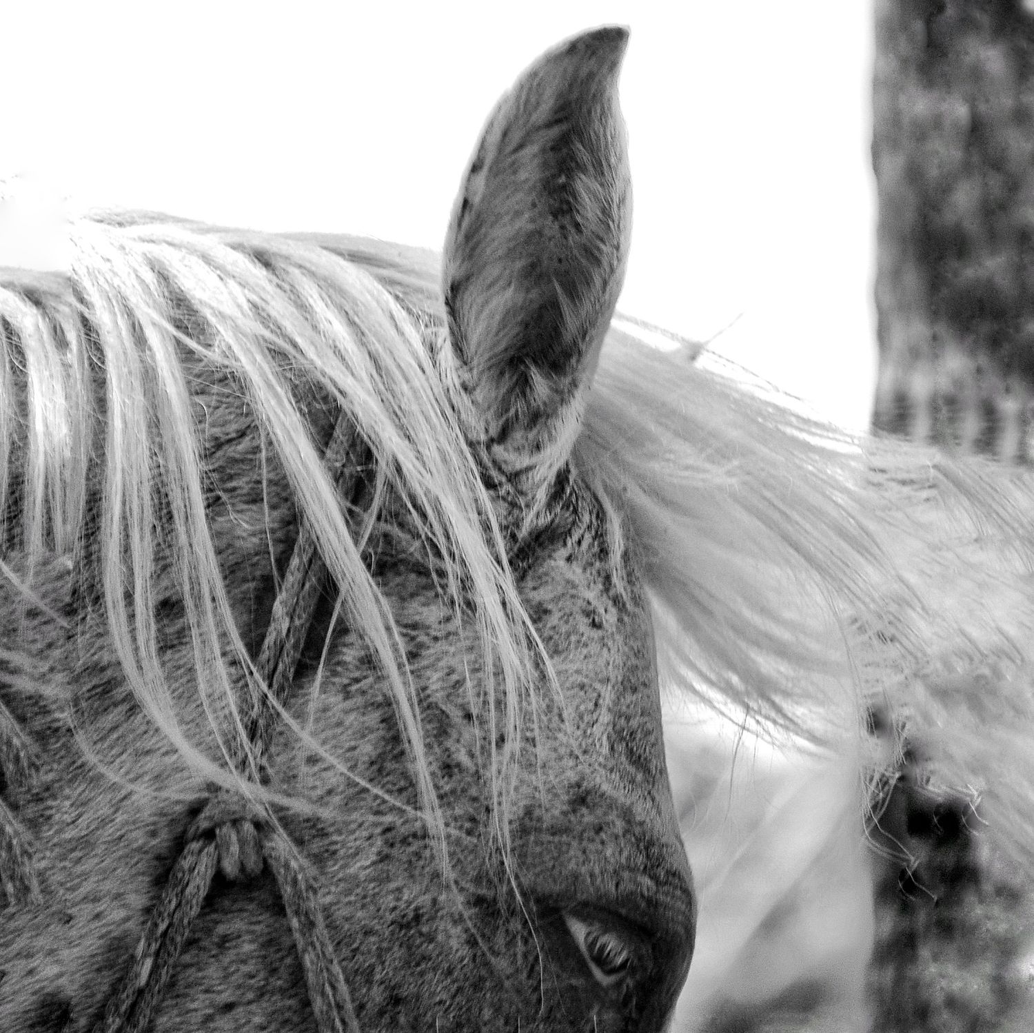 naturaleza, jungla, animales del caribe, caballos, fauna caribeña, tulum