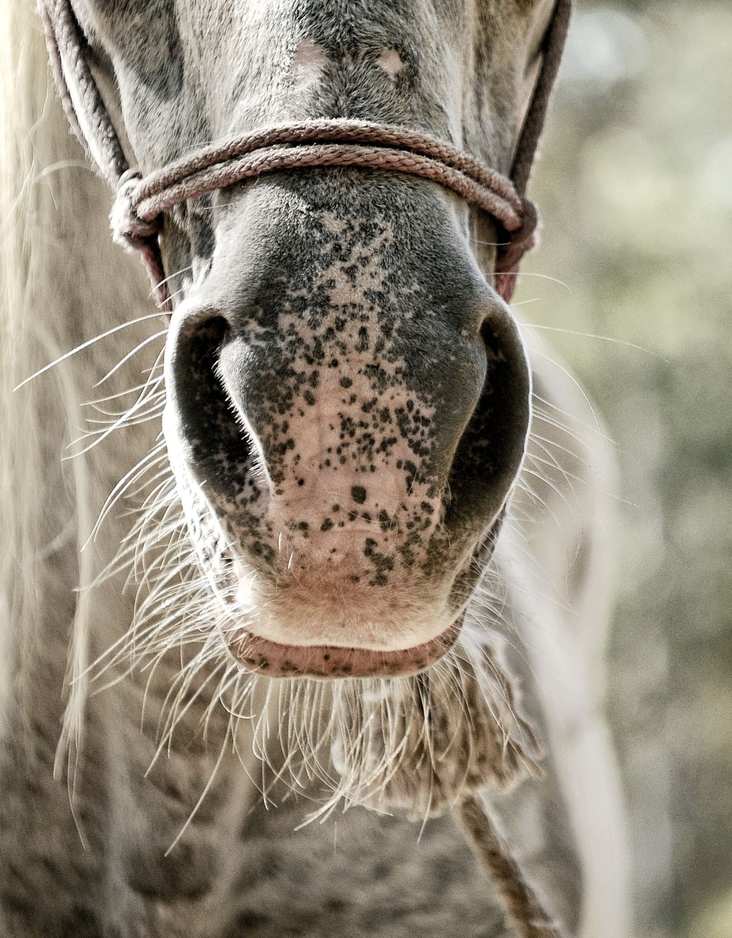 naturaleza, jungla, animales del caribe, caballos, fauna caribeña, tulum
