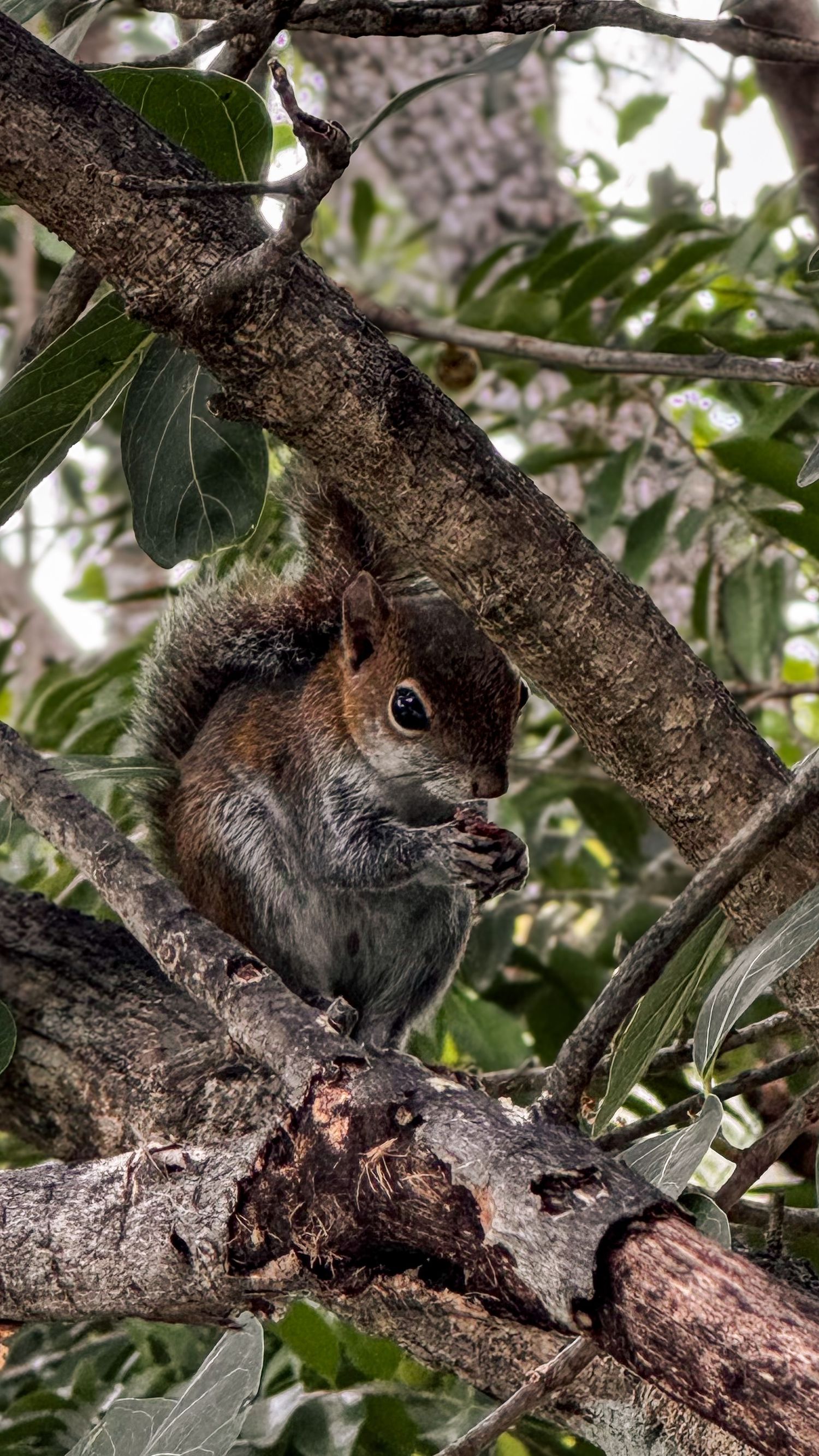 Fotografia de naturaleza, ardilla del caribe sobre arbol
