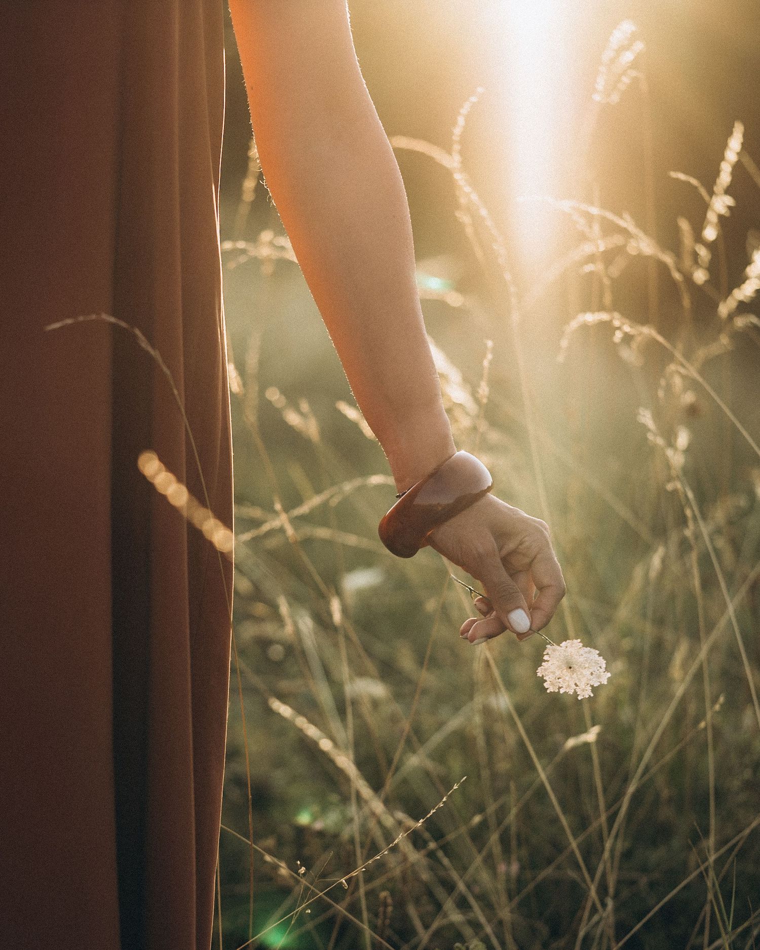 A hand reaching to pick a delicate white wildflower in golden sunset light.