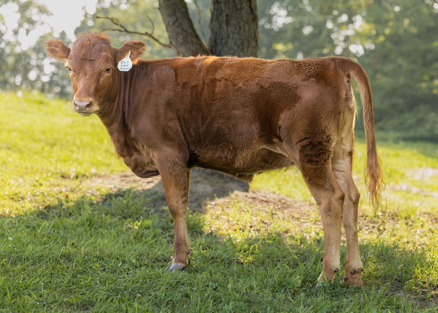 A young brown Limousin calf standing on green grass near a tree in a sunny pasture.