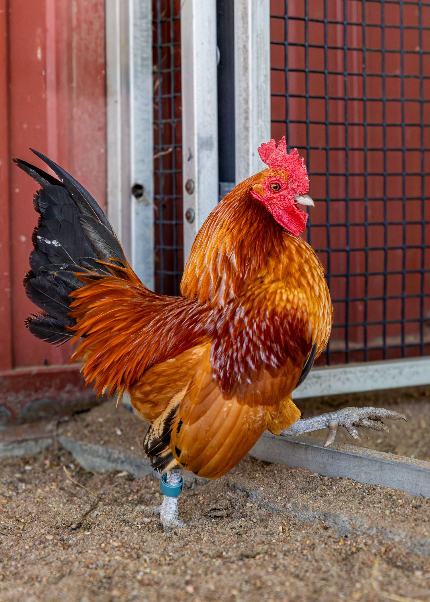 A vibrant Nankin rooster with black tail feathers stands near a wire fence and barn door.