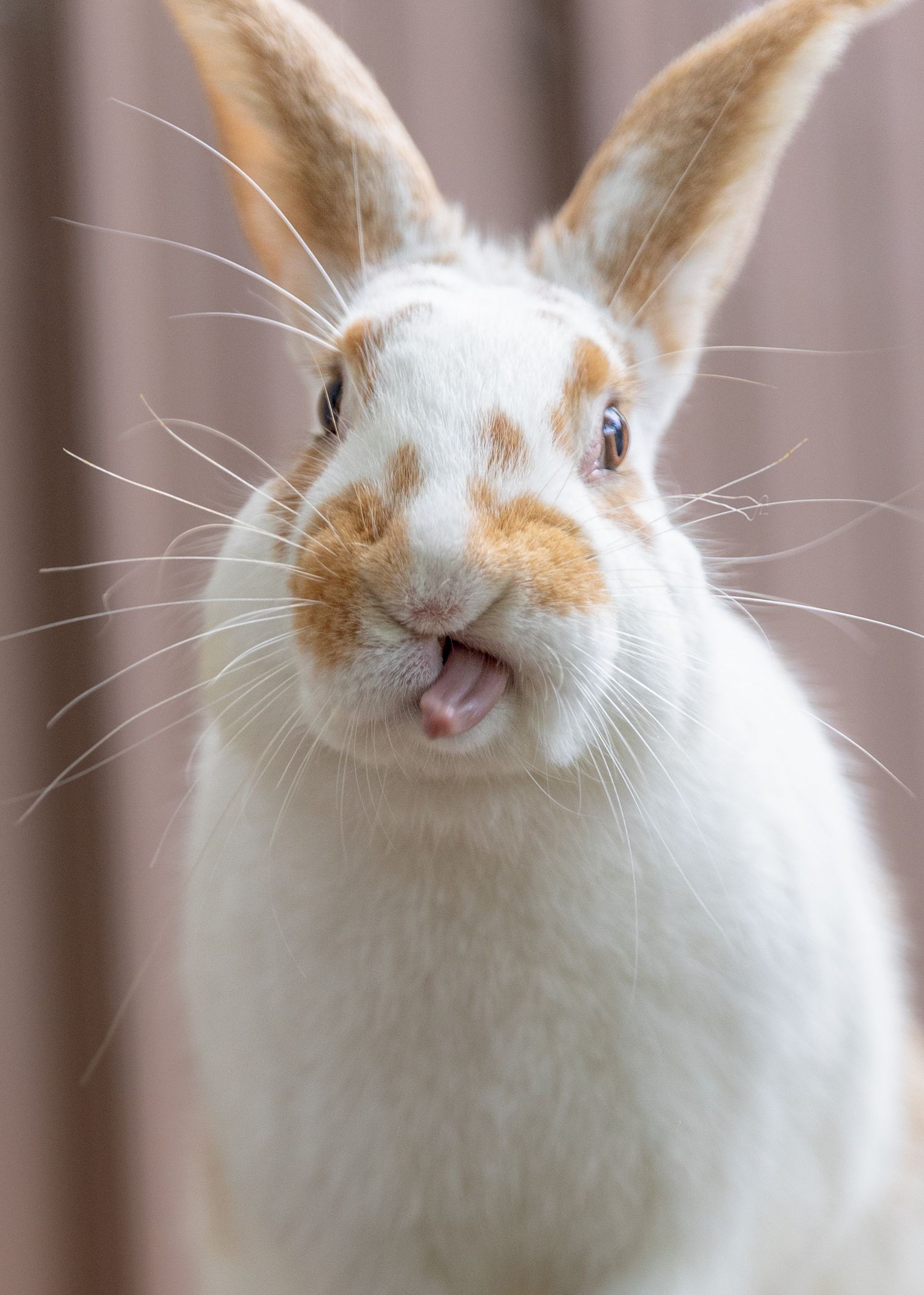Close-up of a white rabbit with tan spots sticking out its tongue.