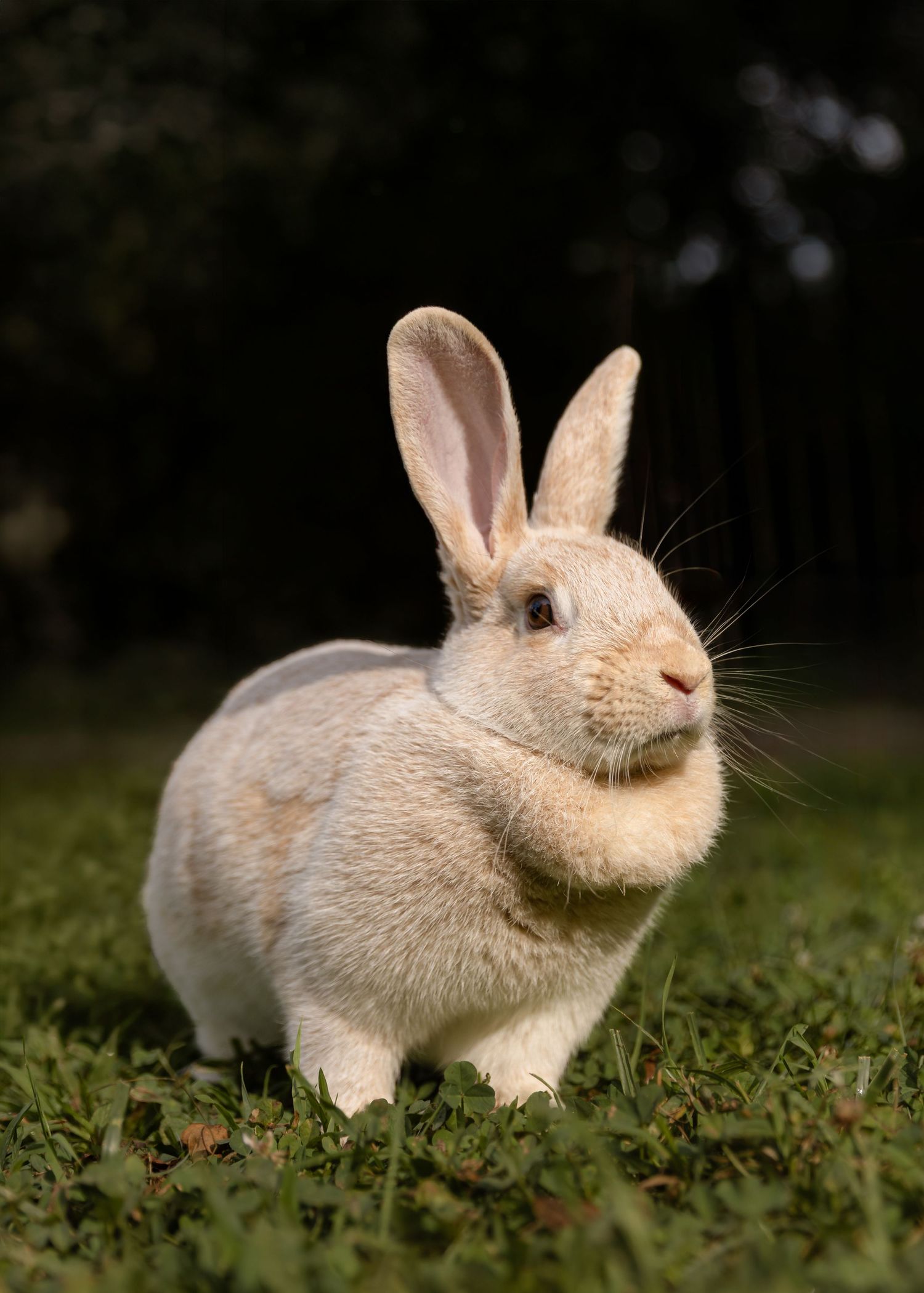 A Crème d’Argent rabbit sitting on green grass outdoors, with tall ears and soft fur, against a dark background.