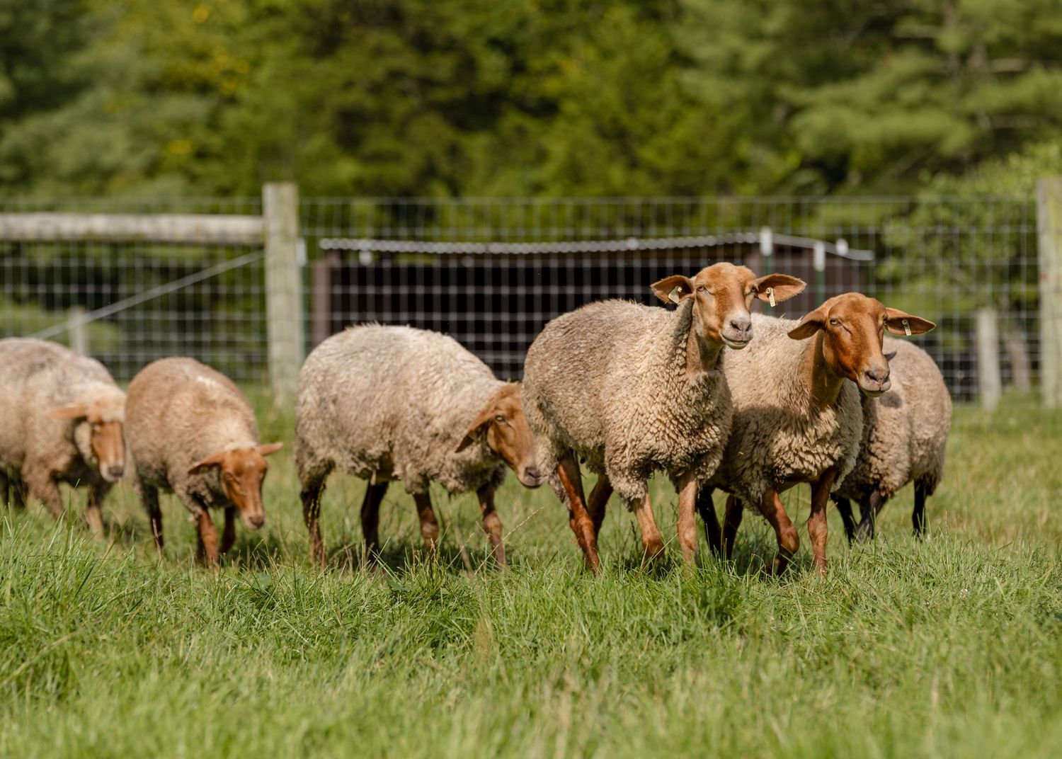 Flock of Tunis sheep grazing in a fenced green pasture.