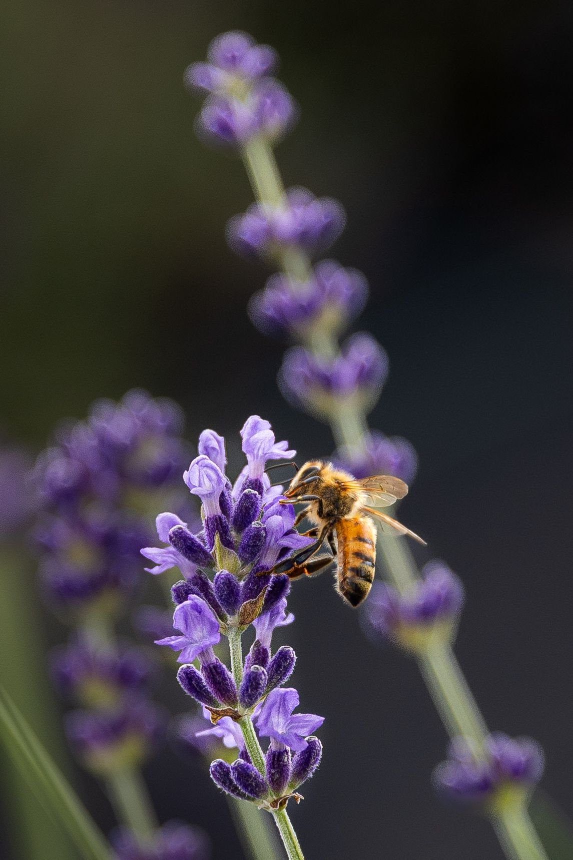 Honey bee collecting nectar from vibrant purple lavender flowers in bloom.