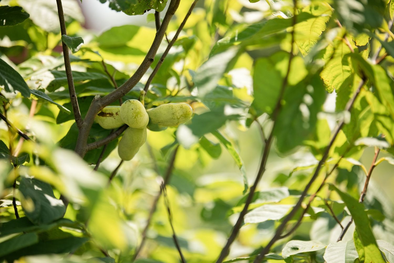 Close-up of green unripe Pawpaw fruit growing on leafy tree branches in soft natural light.