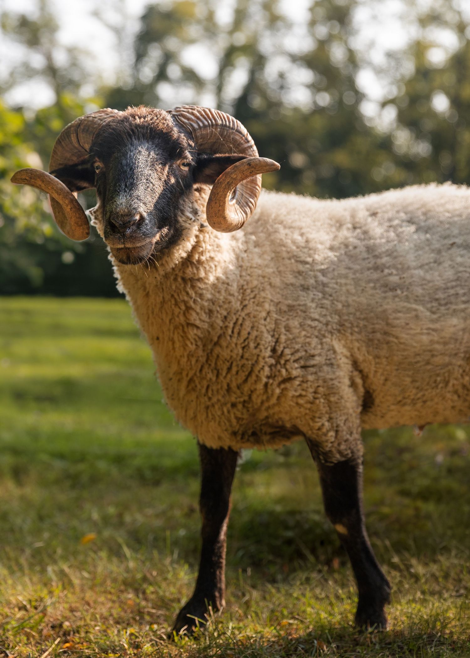A horned Hog Island ram with curly horns and thick wool coat stands in a sunlit green pasture with trees in the background.