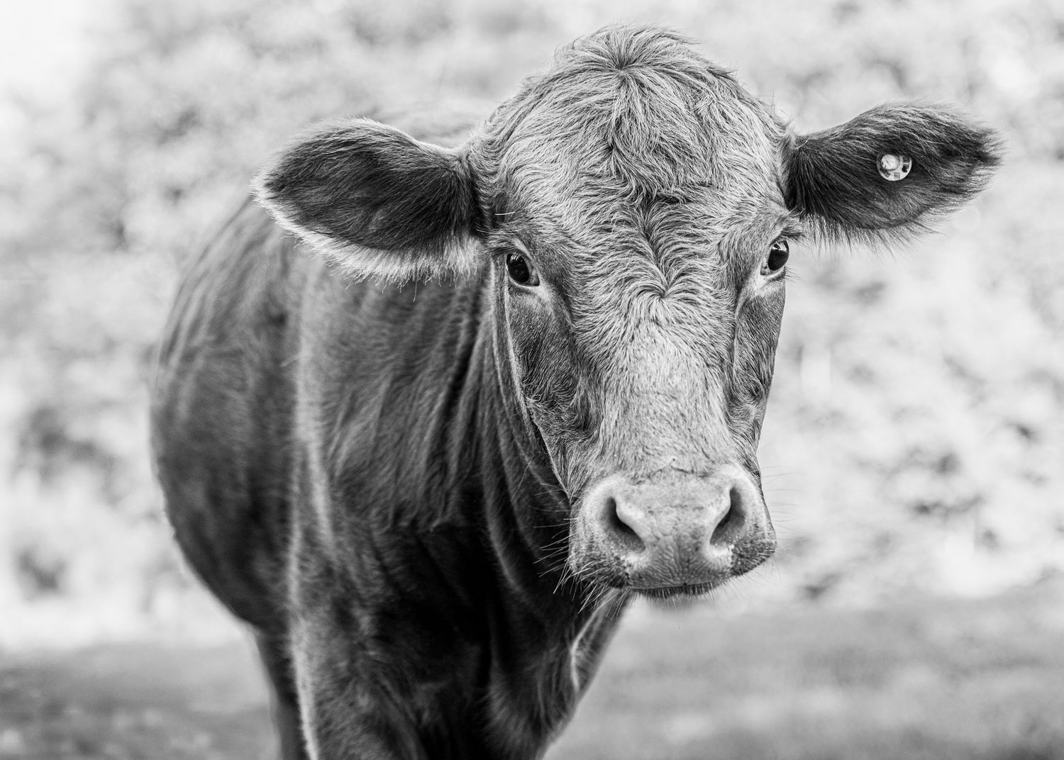 Black and white close-up portrait of a young cow looking directly at the camera in a pastoral setting.